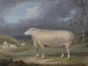 A Border Leicester Ewe van James Ward: dieren met schaap, weide, schapen en wolkenlucht, in gedempt grijs en wit