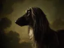Studioportret van Afghaanse Windhond en profil, tegen een geschilderd doek in olijf