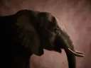 Studioportret van Afrikaanse Olifant en profil, tegen een geschilderd doek in oudroze