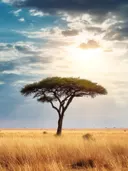 Schilderij van een eenzame acacia in de Afrikaanse savanne bij zonsondergang