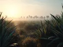 Schilderij van een agaveveld bij zonsopgang met palmen