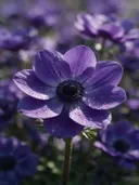 Macrofotografie van dauwdruppels op anemoon, glinsterlicht, koninklijk paars