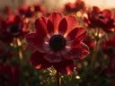 Macrofotografie van dauwdruppels op anemoon, gouden gloed, dieprood