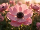 Macrofotografie van dauwdruppels op anemoon, gouden gloed, zachtroze