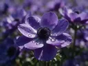 Macrofotografie van dauwdruppels op anemoon, regenboogglans, koninklijk paars
