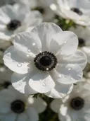 Macrofotografie van dauwdruppels op anemoon, sterrenglans, wit