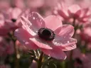 Macrofotografie van dauwdruppels op anemoon, sterrenglans, zachtroze