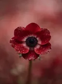 Fotografie van anemoon in na de regen, dieprood