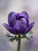 Fotografie van anemoon in na de regen, koninklijk paars