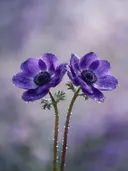 Fotografie van anemoon in na de regen, koninklijk paars