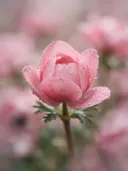 Fotografie van anemoon in na de regen, zachtroze