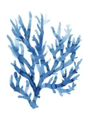 Aquarelillustratie van een blauwe koraaltak