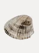 Aquarelillustratie van een geribbelde schelp in beige en bruine tinten
