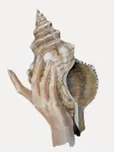 Aquarelillustratie van een hand die een grote spiraalvormige schelp vasthoudt