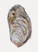 Aquarelillustratie van een oesterschelp met gelaagde bruine en grijze structuur