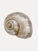Aquarelillustratie van een spiraalvormige zeeslak-schelp in beige en bruine tinten