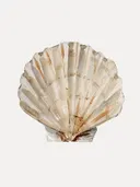 Aquarelillustratie van een waaiervormige schelp in beige en oranje tinten