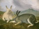 Arctic Hare, c. 1841 van John James Audubon: dieren met hazen, sneeuwhaas, gras en bergen, in wit en groen