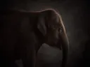 Studioportret van Aziatische Olifant en profil, tegen een geschilderd doek in houtskool