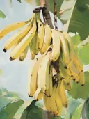 Schilderij van een tros bananen tussen groene bladeren