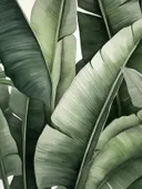 Close-up van een groen gestreept bananenblad.