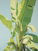 Schilderij van grote groene bananenbladeren tegen een blauwe lucht