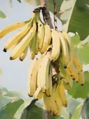 Tros bananen hangend tussen groene bladeren