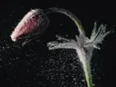 Bloem bedekt met waterdruppels tegen een zwarte achtergrond