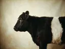 Studioportret van Belted Galloway en profil, tegen een geschilderd doek in creme