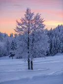 Berijpte boom bij roze winterzonsondergang, landschap schilderij