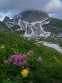 Groene alpenweide met gele en roze wilde bloemen en een besneeuwde bergtop op de achtergrond.