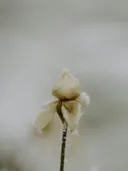Close-up van een bevroren bloemknop met rijp tegen een lichte achtergrond.