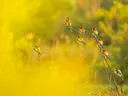 Groep kleurrijke vogels (bijeneters) op een tak in gouden licht.