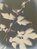 Wazige sepiakleurige foto van bladeren en takken in lomografische stijl