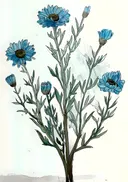Aquarelschets van blauwe bloemen