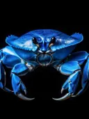 Portret van blauwe krab