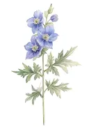 Blauwe ridderspoor aquarel, botanisch schilderij