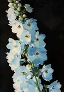 Schilderij van een blauwe bloementros op zwarte achtergrond