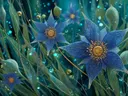 Blauwe sterbloemen met gouden hart, botanisch schilderij