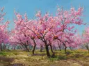 Schilderij van een boomgaard met bloeiende kersenbomen onder blauwe lucht
