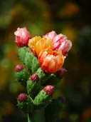 Bloeiende cactus met roze en oranje bloemen