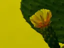 Cactus met een gele bloem tegen een felgele achtergrond.