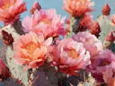 Schilderij van bloeiende roze cactusbloemen in de woestijn