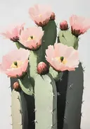 Bloeiende cactus met roze bloemen, schilderij van een bloeiende cactus met roze bloemen