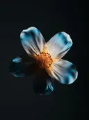 Close-up van een bloem met blauwwitte blaadjes tegen een zwarte achtergrond
