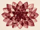 Bloem-mandala in de stijl Modern Bauhaus, in diep bordeaux, ossenbloed en verstoft roze, met warm beenderwit