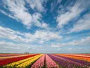Landschapsfoto van bloembollenveld bij volle zon, met een bankje aan de rand