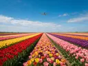 Landschapsfoto van bloembollenveld bij volle zon, met een klein vliegtuigje hoog in de lucht