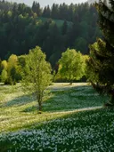 Veld vol witte narcissen met berken en een sparrenbos op een berghelling.