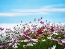 Een veld met roze en witte bloemen onder een blauwe lucht met wolken.